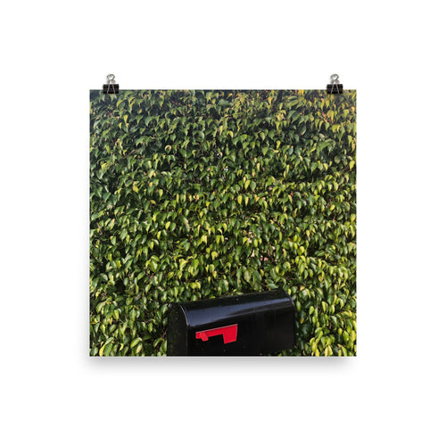 A print of a Contemporary photograph of a black mailbox with red flag against a ficus hedge in Florida taken by Nate DeWaele 3-6-2020 