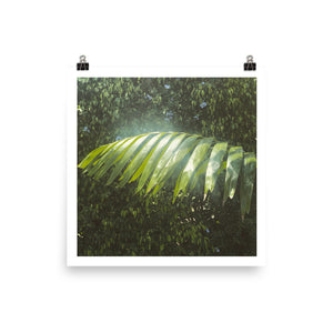 A print of a photograph of blurry and overexposed tropical foliage in Florida taken by Nate DeWaele in 2020