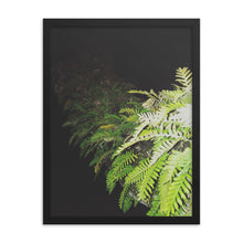 Load image into Gallery viewer, Resurrection Fern On Live Oak - Photograph by Nate DeWaele